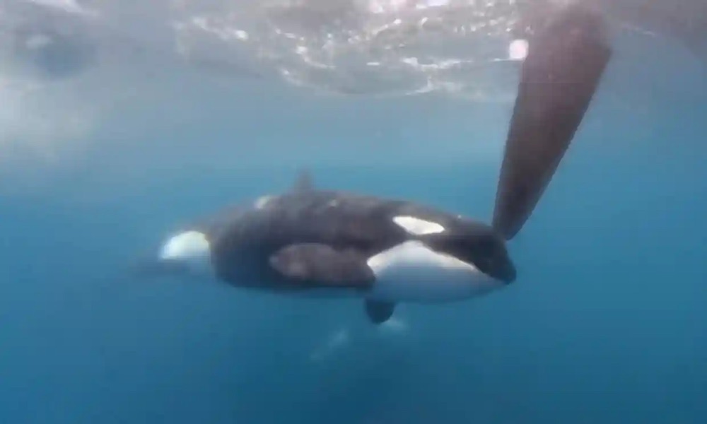 orcas sink sailboat